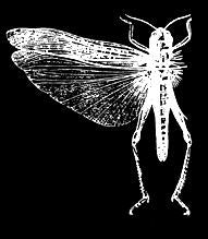 LOCUST - LOGO (B/W) 1" BUTTON