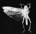 LOCUST - BUG LOGO PATCH