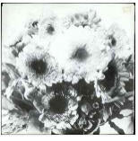 Marigolds  I've Had Enough